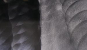 carnauba wax